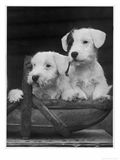 Pictures of Dogs in Basket Pictures of Dogs in Basket