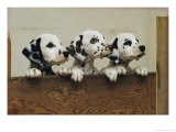 Three Dalmatian Pups