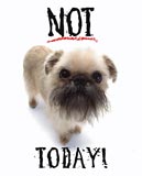 Pooch with Attitude