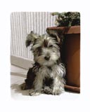 Cute Puppy Pictures