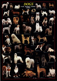All Dog Breed Pictures All Dog Breed Pictures