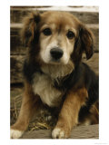 Mixed Dog Breed Picture