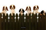 Puppies Galore