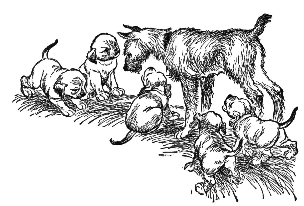 Obedience Training FIVE Puppies