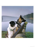 Tranquil Pictures of Dogs