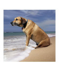 Dog Cooling His Toes Meditating Dog