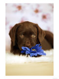 Puppy Flower Power Puppy Flower Power