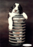 More Cute Puppy Pictures