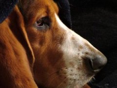 Hound Dog: Basset Hound Hound Dog: Basset Hound