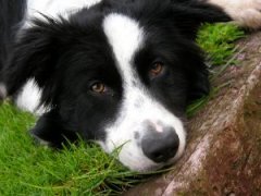 Herding Dog Group: Border Collie Herding Dog Group: Border Collie