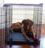 Crate Training bought me my first real estate