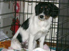 Crate Training Dogs