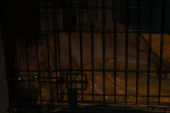 Crate Training Overnight