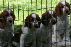 Crate Training Puppy Without Stress