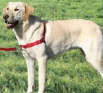 Dog Harness for Dog Training