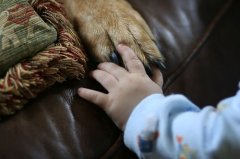 Dog Breeds for Children