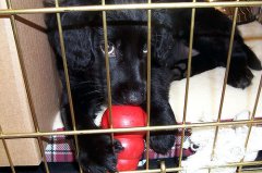 Crate Training Puppy