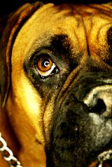 Working Group: Boxer