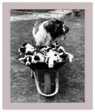 A Barrel of Fun