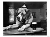 Bar Room Dog Picture Bar Room Dog Picture