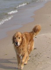 Top Dog Health Means Exercise