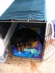 Rules of Crate Training
